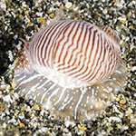 Natica pluvialis